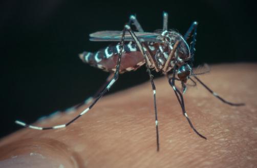 Papel da farmácia em meio aos casos de dengue